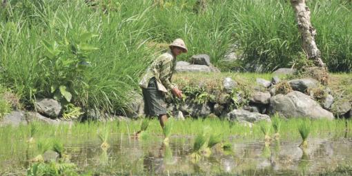 Au Vietnam, «l’eau c’est la patrie, le riz c’est de l’or» Au Vietnam, «l’eau c’est la patrie, le riz c’est de l’or»